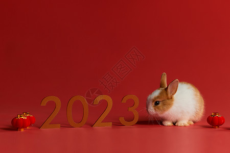可爱兔子2023年兔年形象图片