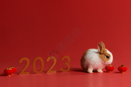 2023兔年小兔子形象背景图片