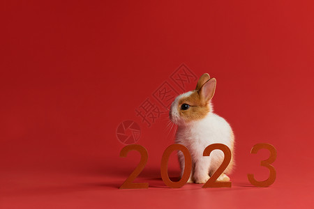 2023年兔年小兔子形象图片