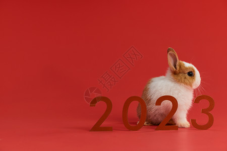 2023年兔年小兔子新春概念背景图片