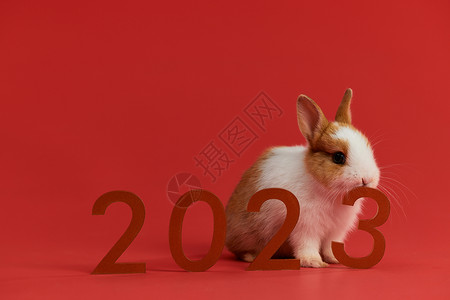2023年新年小兔子形象背景图片