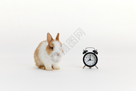 可爱的小兔子与时钟背景图片
