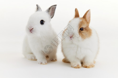 两只可爱的小兔子背景图片
