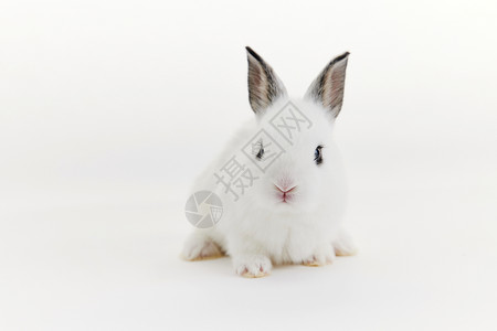 可爱白色兔子形象图片