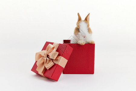 盒里的小兔子背景图片