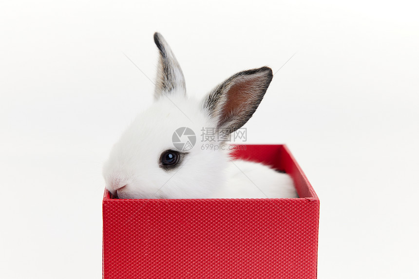 礼物盒里的小兔子图片