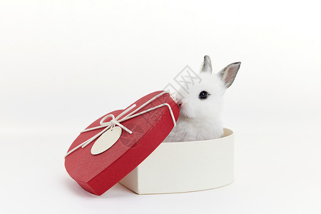 爱心礼物盒里的小兔子背景图片
