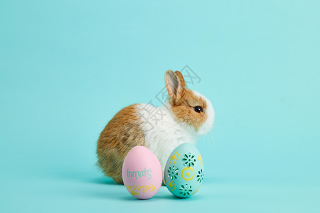 兔年彩色画复活节彩蛋小兔子背景