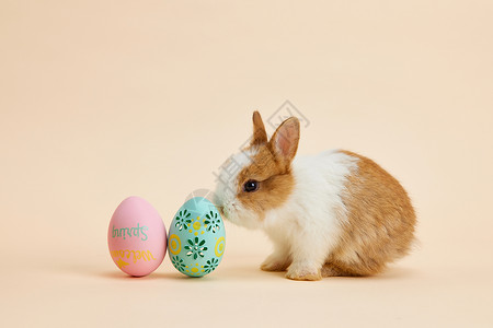 小兔子与复活节彩蛋背景图片