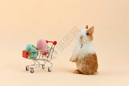 可爱小兔子与复活节彩蛋高清图片