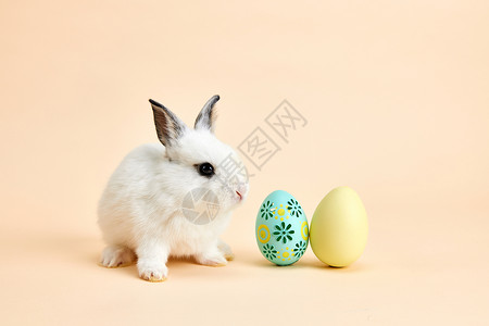 兔年小兔子可爱小兔子与复活节彩蛋背景