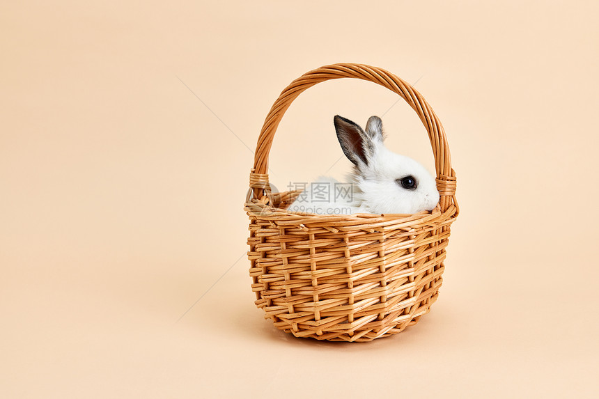 竹篮里的小兔子图片