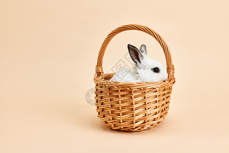 竹篮里的小兔子背景图片