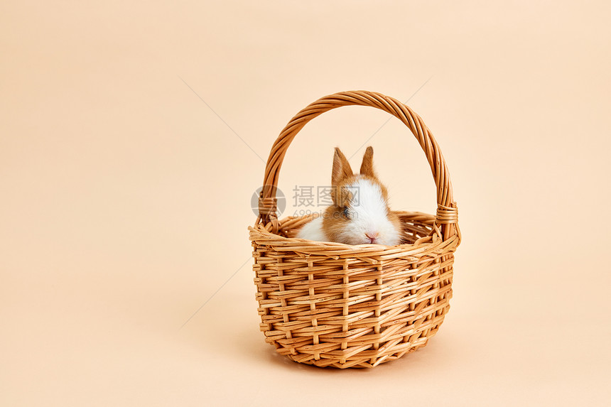 竹篮里的兔子图片