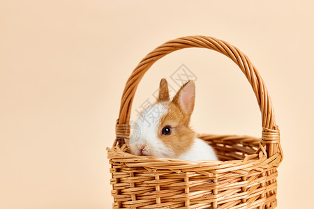 竹篮里的可爱小兔子高清图片