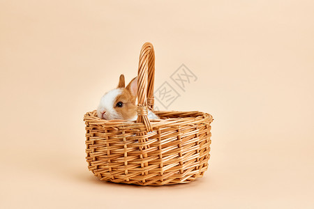 竹篮里的可爱兔子图片