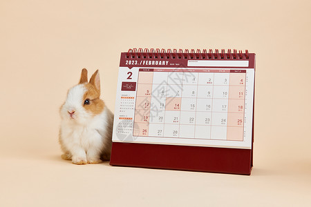 2023年兔年日历图片