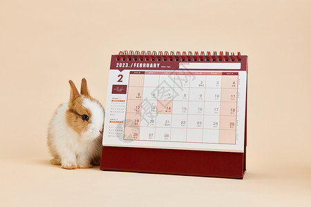 2023年兔年日历背景概念图片