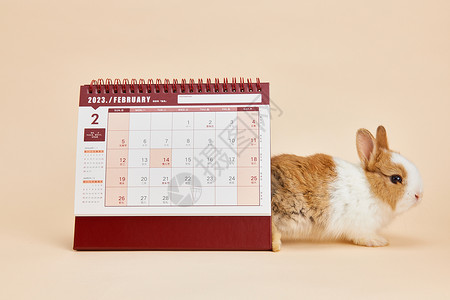 2023年兔年兔子日历背景背景图片