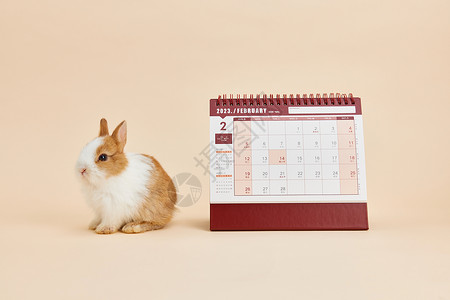 2023年兔年新年日历背景图片