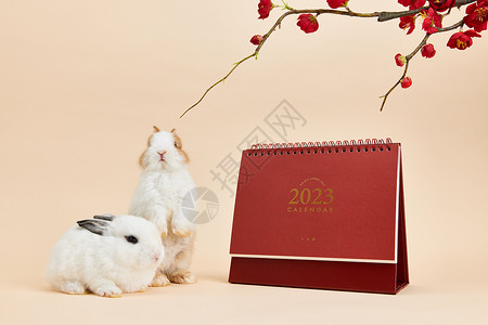 2023年新年兔年日历背景图片