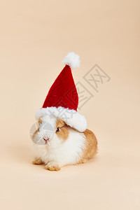手绘萌宠小兔子小兔子带圣诞帽背景