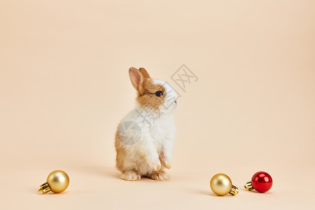 萌宠小兔子圣诞彩球与小兔子背景