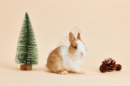圣诞可爱小兔子形象背景图片