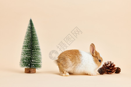 可爱松树装饰可爱小兔子圣诞形象背景