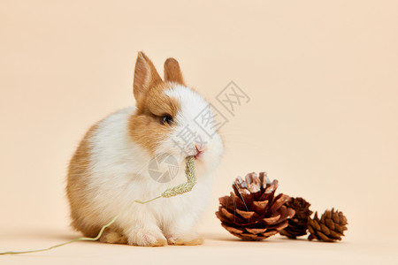 可爱小兔子吃干草高清图片