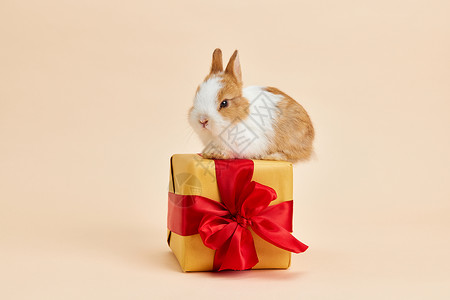 小兔子站在礼物盒上图片