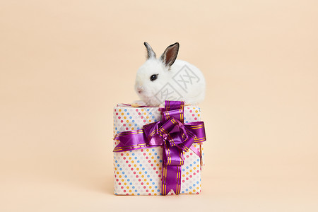 可爱小兔子站在礼物盒上背景图片