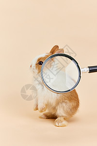 放大镜前可爱的小兔子背景图片