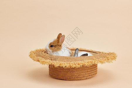 窝在草帽里的可爱兔子图片