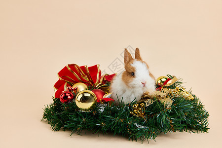 小兔子圣诞形象背景图片
