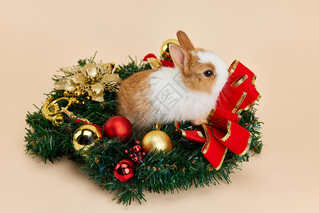 圣诞可爱小兔子形象图片