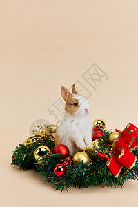 圣诞小兔子形象背景图片