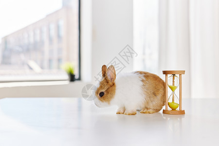可爱的小兔子和沙漏图片