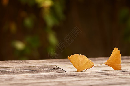 秋季自然风景飘落的银杏叶高清图片