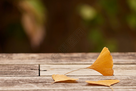 秋季飘落的银杏叶背景