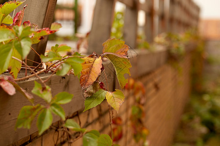 枯萎叶子围墙上的常春藤背景