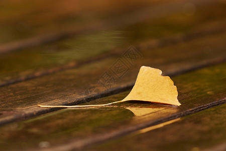 秋雨后的银杏叶特写背景图片
