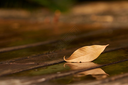 黄色水滴水珠秋季雨后落叶倒影特写背景