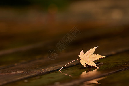 立秋节气手绘秋季雨后落叶倒影特写背景