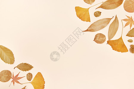 秋季落叶标本留白背景背景图片