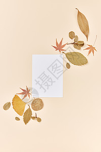 自然框架秋季落叶留白背景背景