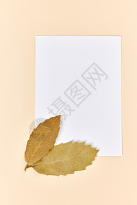 名片棕色橘色秋季落叶标本留白背景背景