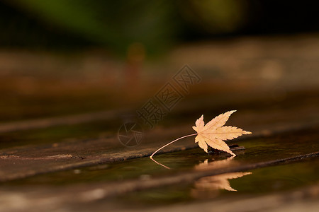 金秋9月节气秋季雨后落叶倒影特写背景