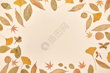 三片树叶标本秋季落叶留白背景背景