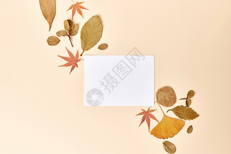 秋季落叶留白静物背景图片